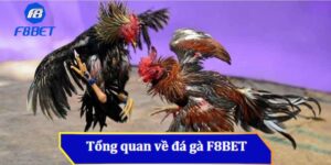 Đôi nét giới thiệu về nhà cái Đá Gà F8bet