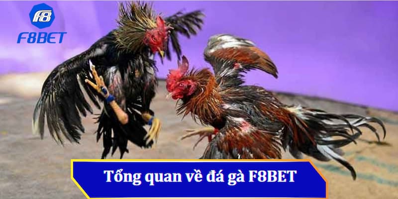 Đôi nét giới thiệu về nhà cái Đá Gà F8bet